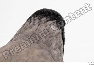 Carrion crow bird head 0004.jpg